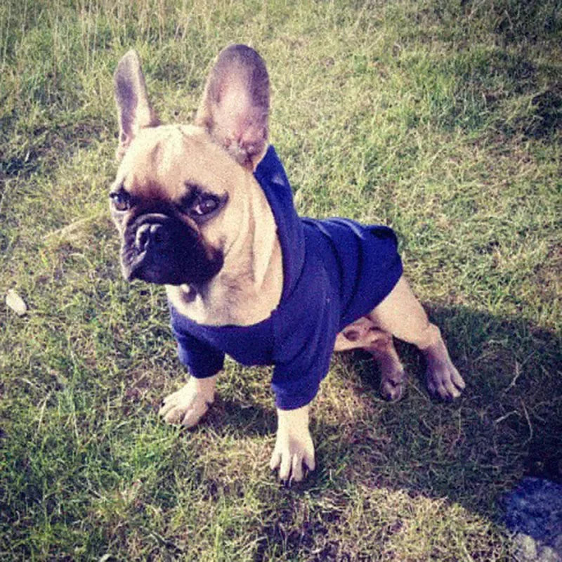 Sweats à capuche solides pour animaux de compagnie, vêtements pour petits chiens, manteau pour chiot, vestes, sweat-shirt pour Chihuahua, costume pour chien et chat, tenues en coton